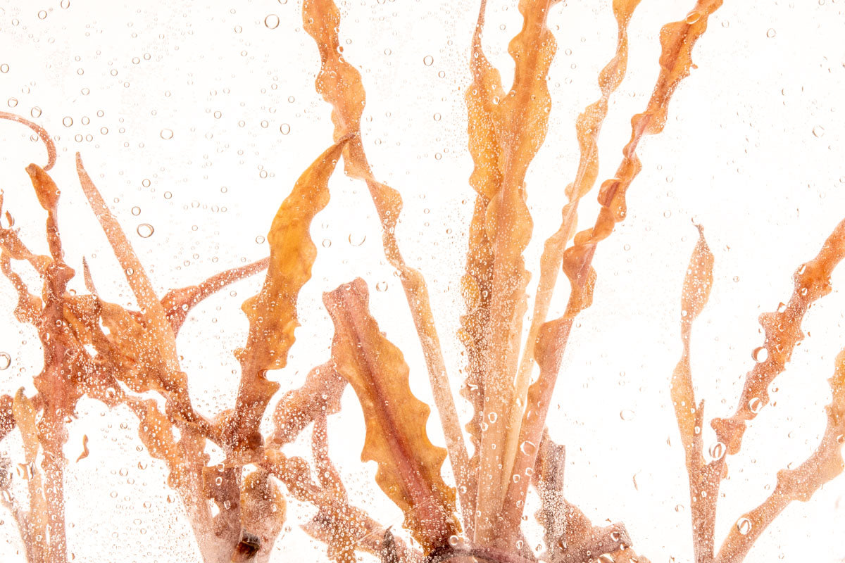 Cryptocoryne Albida Red Tissue Culture Aquatic Plant for Freshwater Aquarium - Perfect for Aquascaping, Fish Tanks & Planted Aquariums