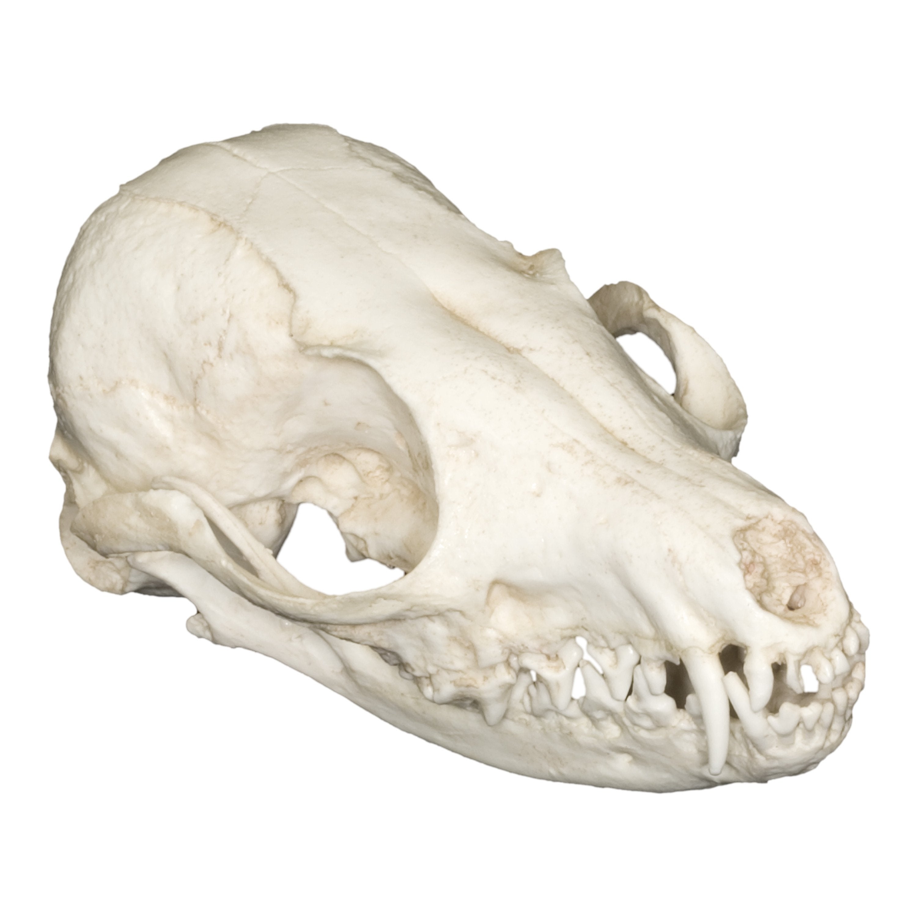 Realistic Fennec Fox Skull Replica - Hand-Painted Animal Skull Model for Home Decor, Halloween Props, and Educational Displays