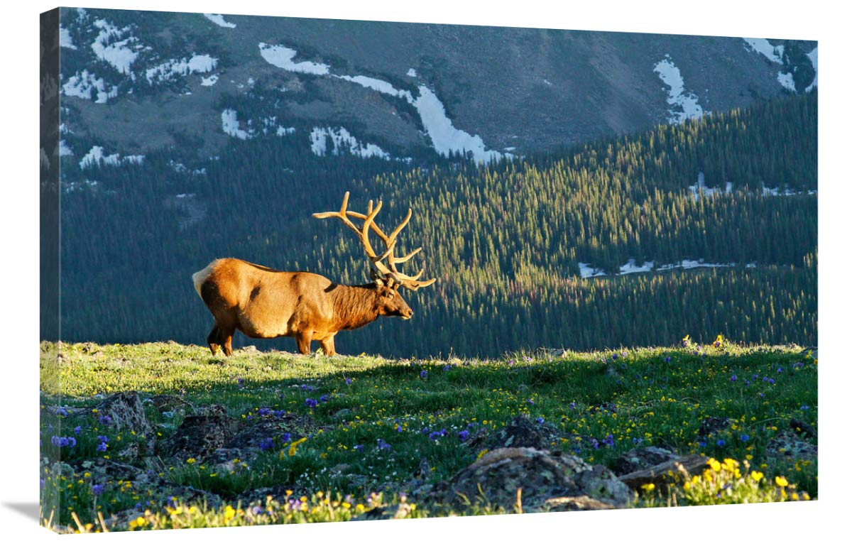 36 Inch Timberline in Spring Art Print by Vic Schendel - Nature Landscape Wall Decor for Living Room, Bedroom & Office