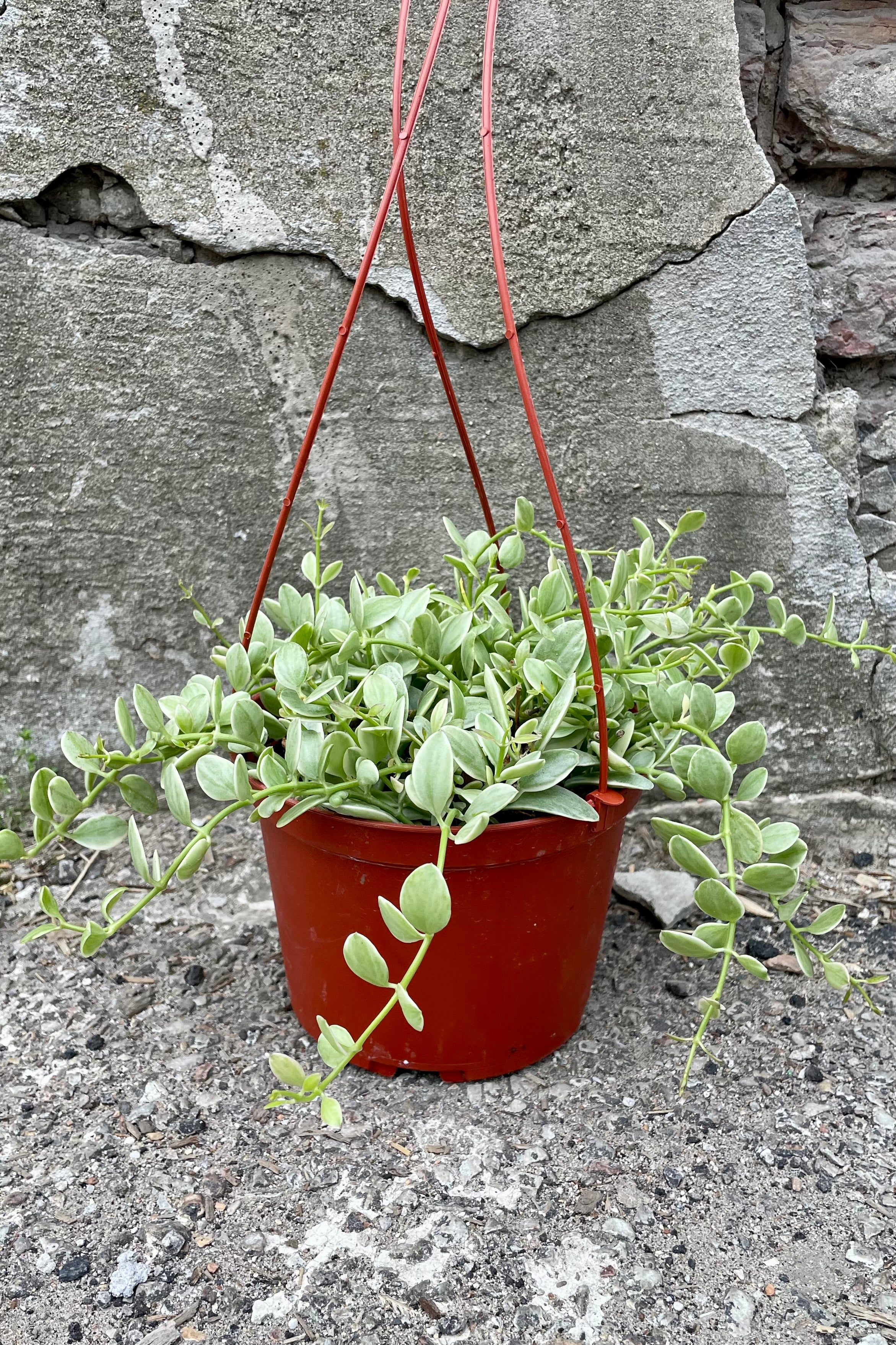 Variegated Dischidia 'Cascade' - 6 Inch Hanging Basket Plant for Indoor Home Decor & Office Spaces