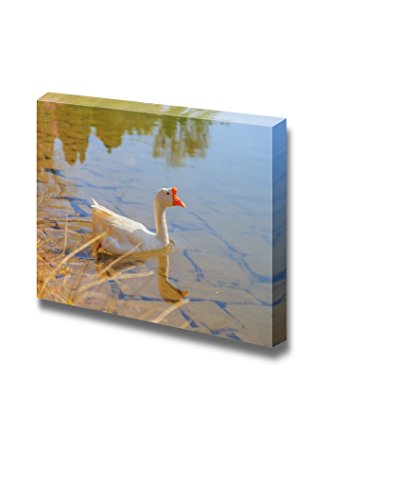Geese Swim