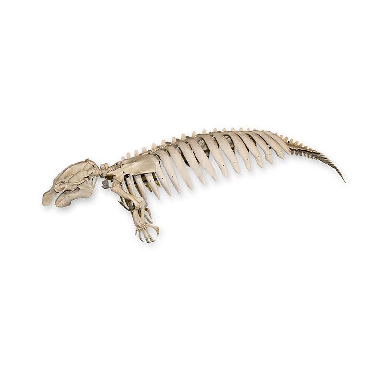 Authentic Replica Florida Manatee Skeleton - Lifelike Marine Mammal Bone Structure for Educational Display, Home Decor & Science Classroom
