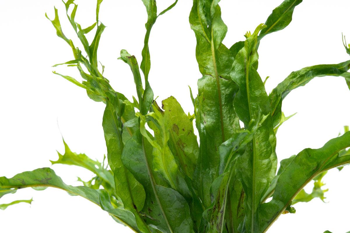 Microsorum Pteropus Windelov Java Fern on Driftwood - Perfect for Aquascaping & Tropical Fish Tanks