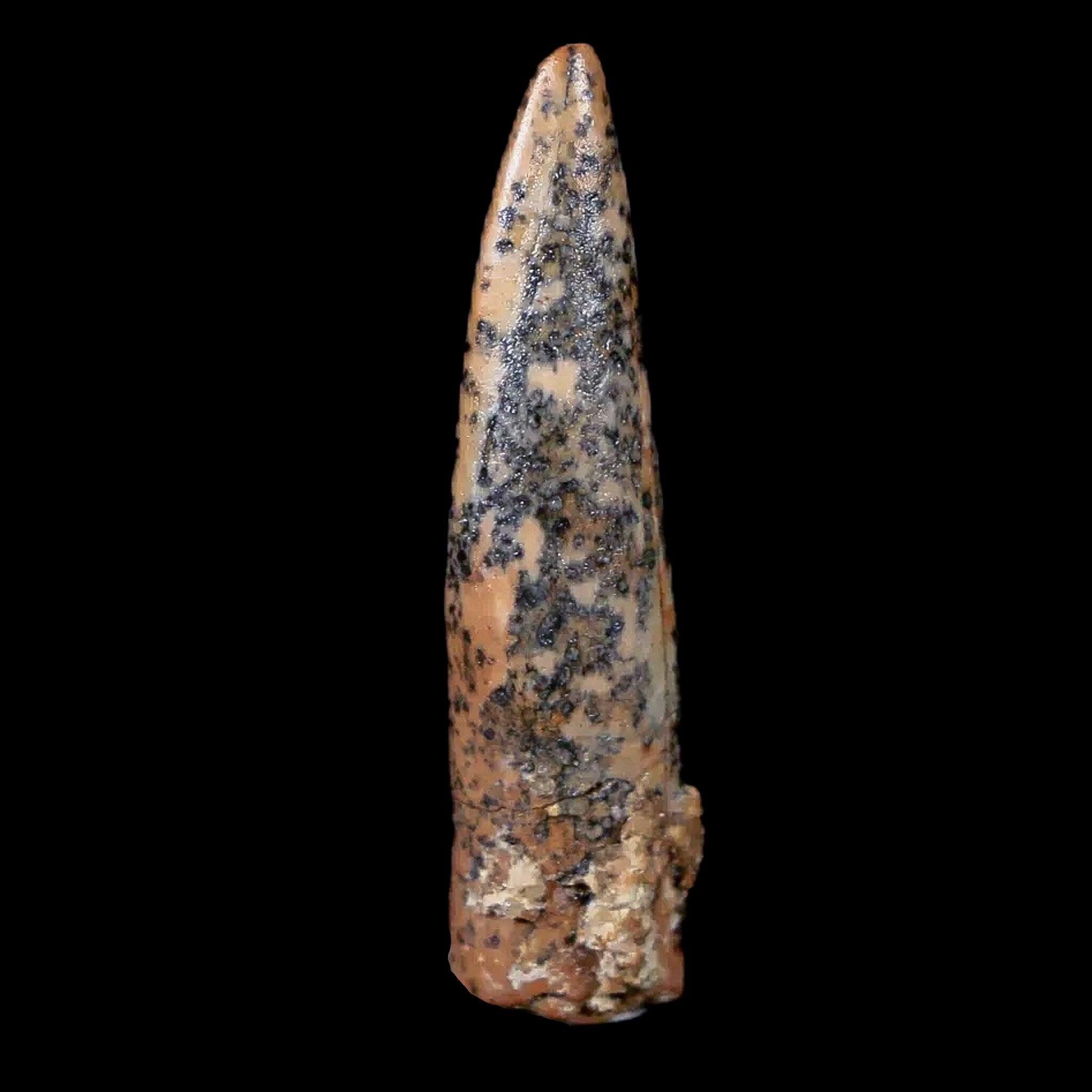 Authentic Pterosaur Coloborhynchus Fossil Tooth - Upper Cretaceous Era - Morocco Origin - Includes COA & Display Case - Perfect for Paleontology Collectors, Museum Displays & Educational Use