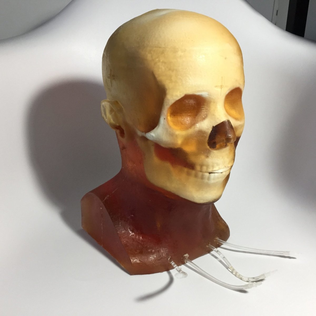 High-Quality Dynamic Adult Head Phantom for Ultrasound, MRI & CT Scans - Perfect for Medical Training & Diagnostic Equipment Testing