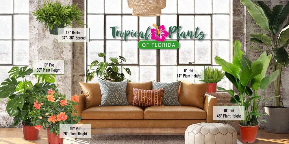 Kangaroo Fern Hanging Basket - 12 Inch Indoor Outdoor Hanging Planter with 20-24 Inch Spread - Tropical Houseplant from Florida (Includes Plant, Fertilizer & Potting Soil) - Perfect for Patio, Balcony, Living Room & Office Decor