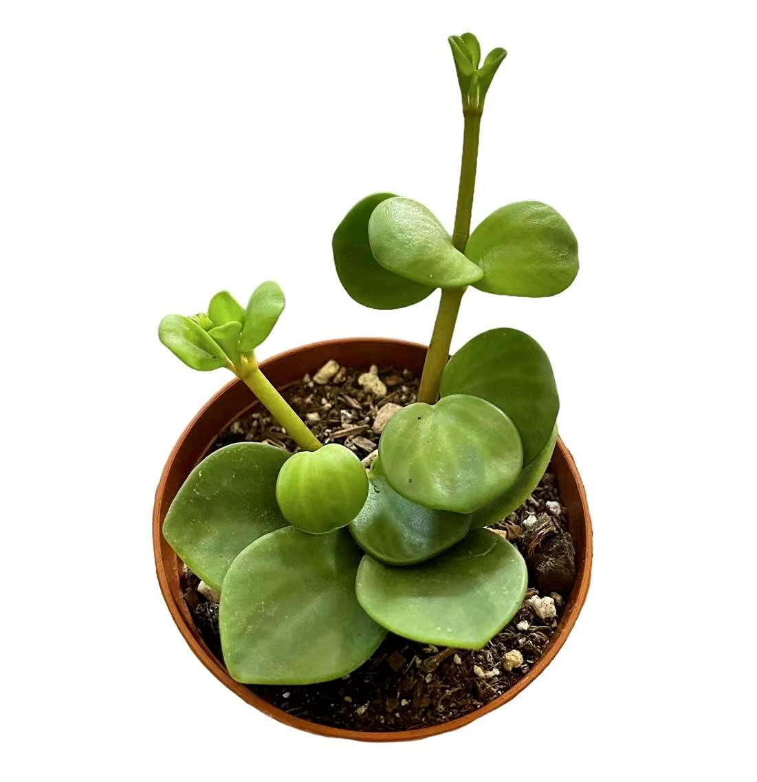 Peperomia Hope Live House Plant - 2.5