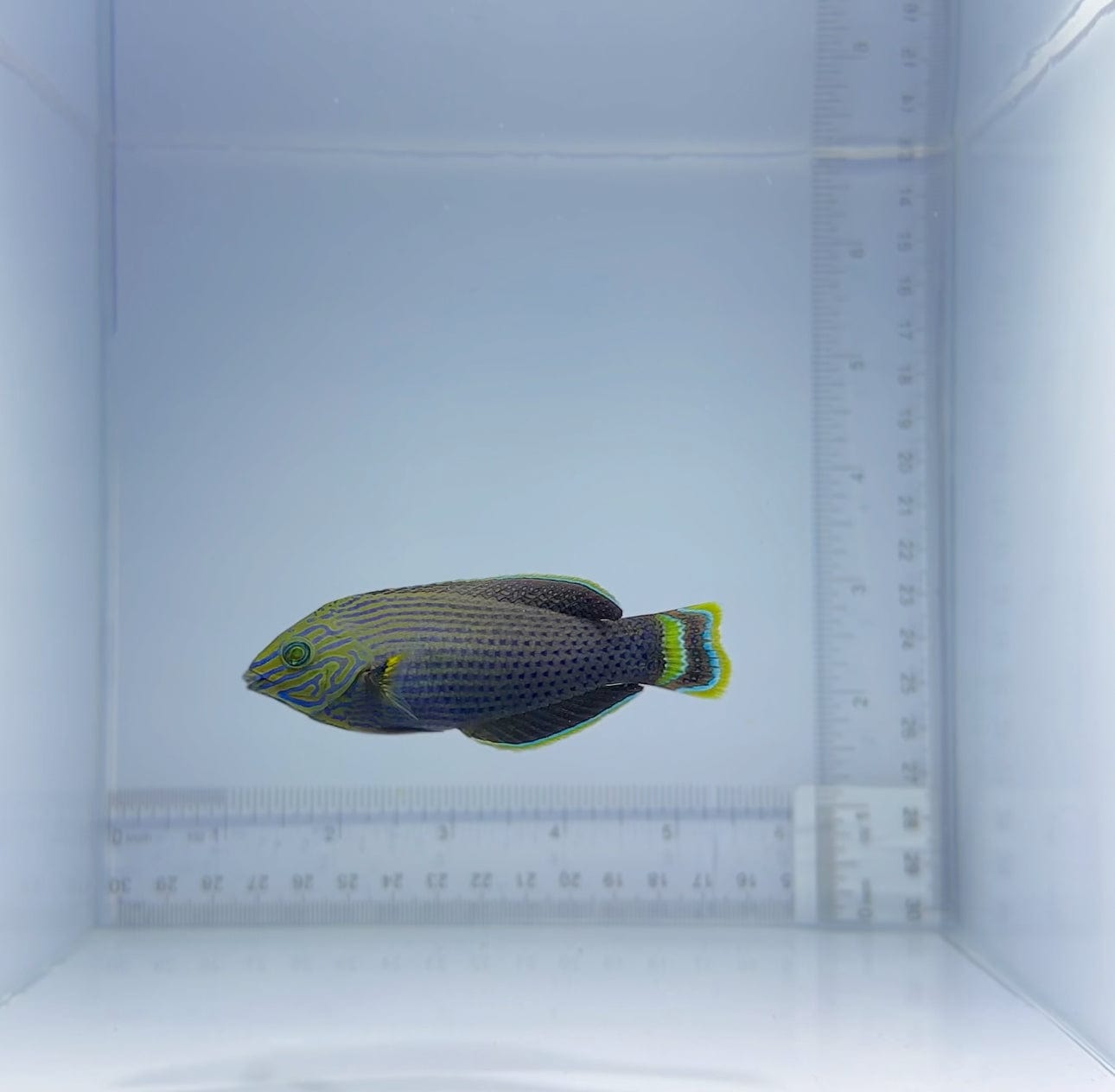 Dusky Margined Wrasse Fish - Live Saltwater Aquarium Fish for Reef Tanks | Perfect for Marine Aquariums and Coral Reef Ecosystems