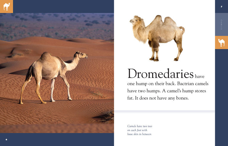 Amazing Animals (2014): Camels - Educational Wildlife Documentary for Kids & Adults - Perfect for Classroom Learning and Nature Enthusiasts