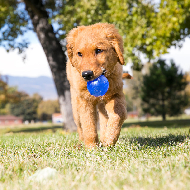 Kong Squeezz Crackle Dog Toy - Durable Chew Ball for Small & Large Dogs - Interactive Play & Training - Perfect for Fetch, Chewing & Mental Stimulation