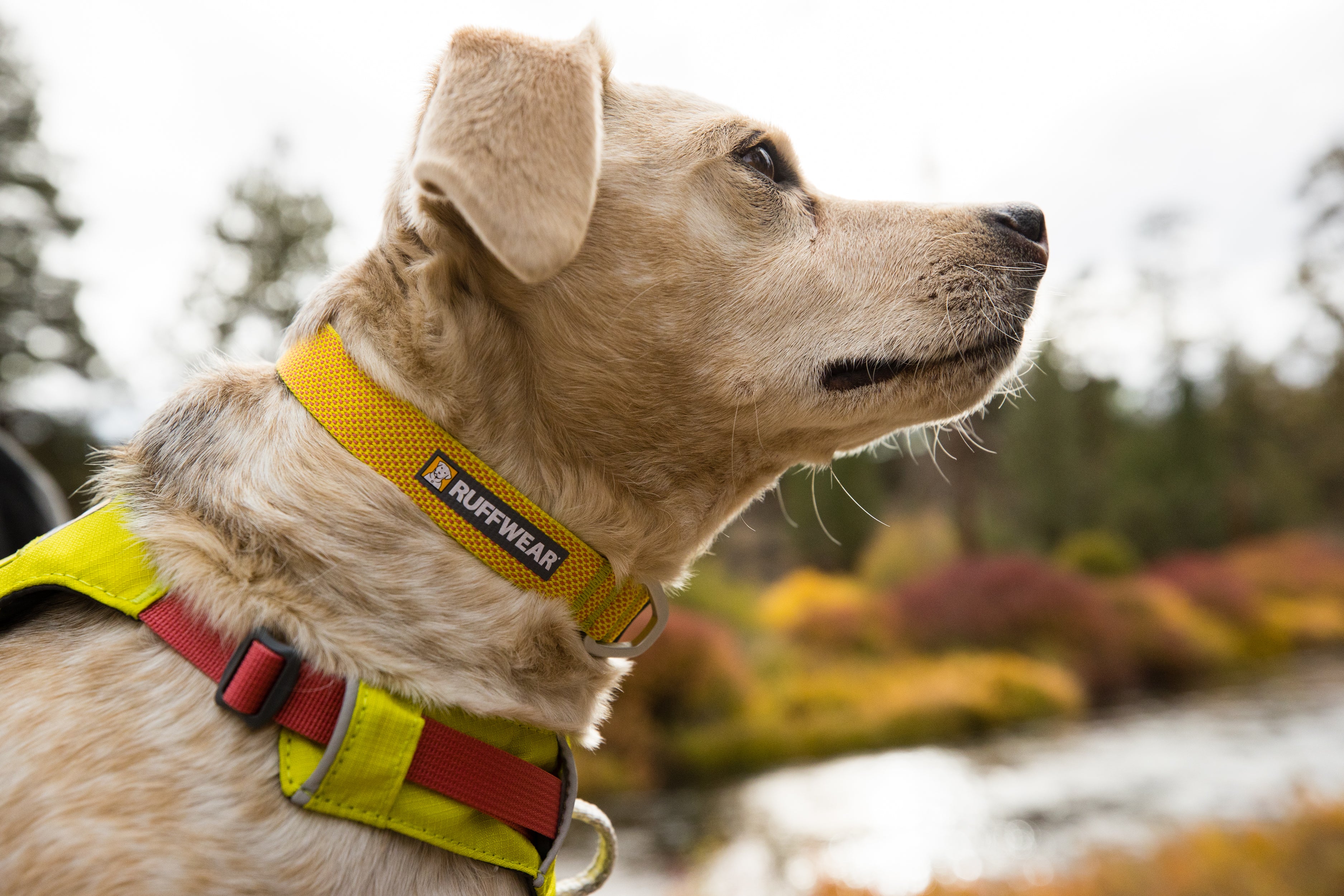 Hi & Light Reflective Dog Leash - Strong Nylon Pet Walking Lead with Comfortable Handle for Night Safety - Perfect for Evening Walks, Jogging, and Outdoor Adventures