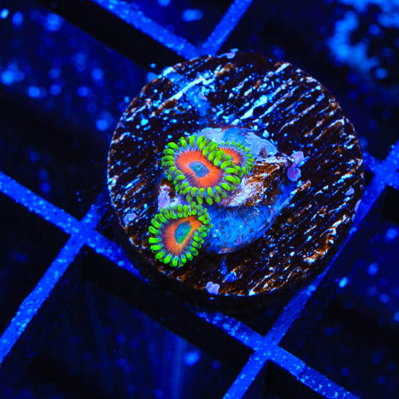 Premium ECC Eagle Eye Zoanthids Coral for Saltwater Aquariums - Vibrant Color & Fast Growth - Perfect for Reef Tanks & Marine Displays