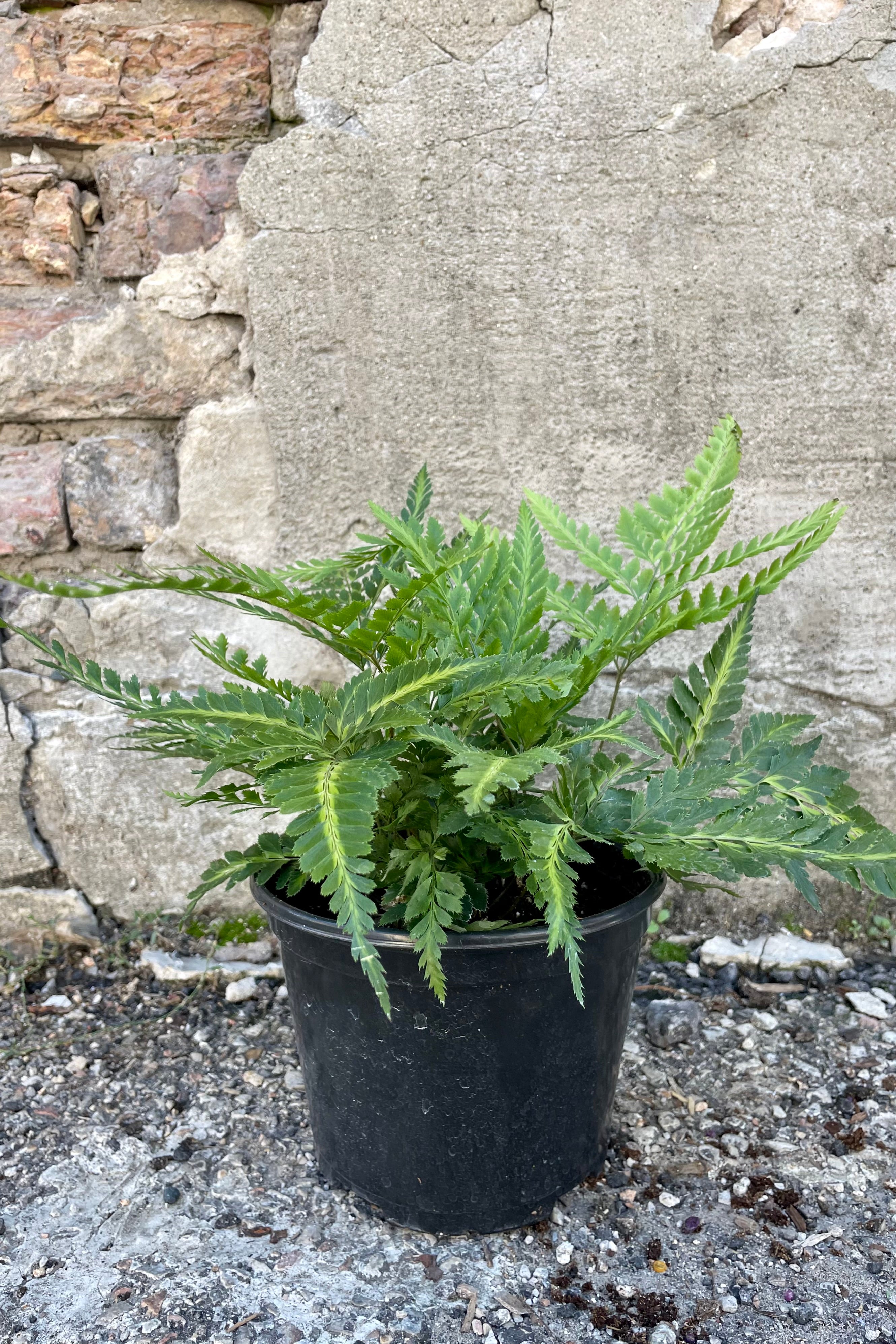 Variegated Arachniodes Simplicior Fern - 6