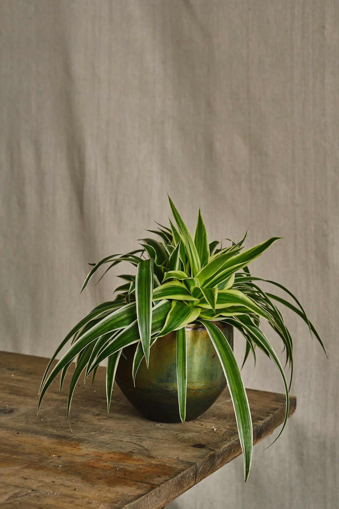 Chlorophytum Ocean Spider Plant - Air Purifying Indoor House Plant for Home, Office, and Garden Decor | Perfect for Living Room, Bedroom, and Workspace Greenery