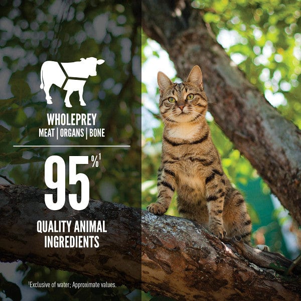 Orijen Premium Grain-Free Tuna & Beef Entrée Canned Cat Food - High Protein Wet Food for Adult Cats - Perfect for Mealtime & Weight Management