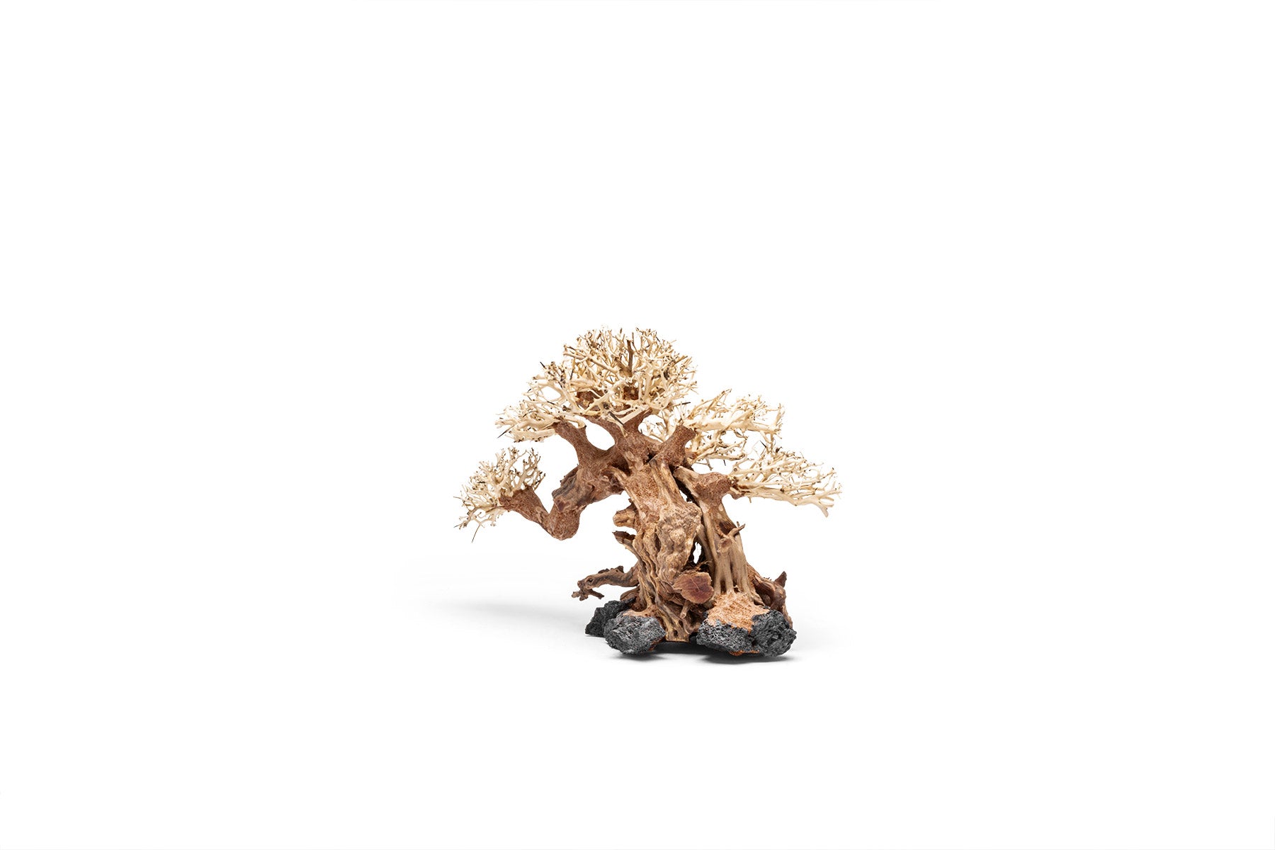 Premium Uns Bonsai 014 - Miniature Bonsai Tree for Home & Office Decor, Zen Garden, Gift Idea