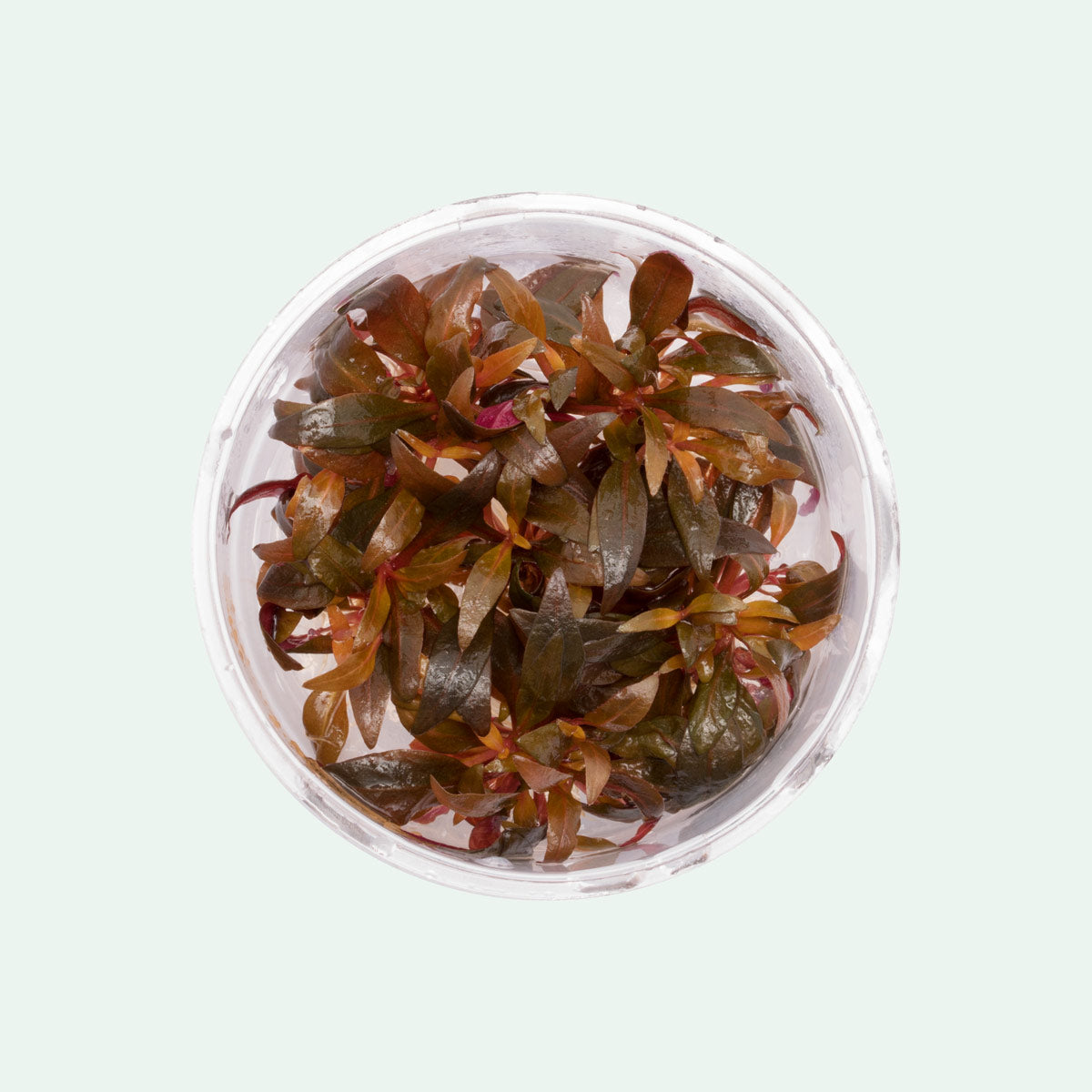 Alternanthera Rosaefolia Aquatic Plant for Aquariums - Live Freshwater Plant for Fish Tanks, Aquascaping & Aquatic Gardens
