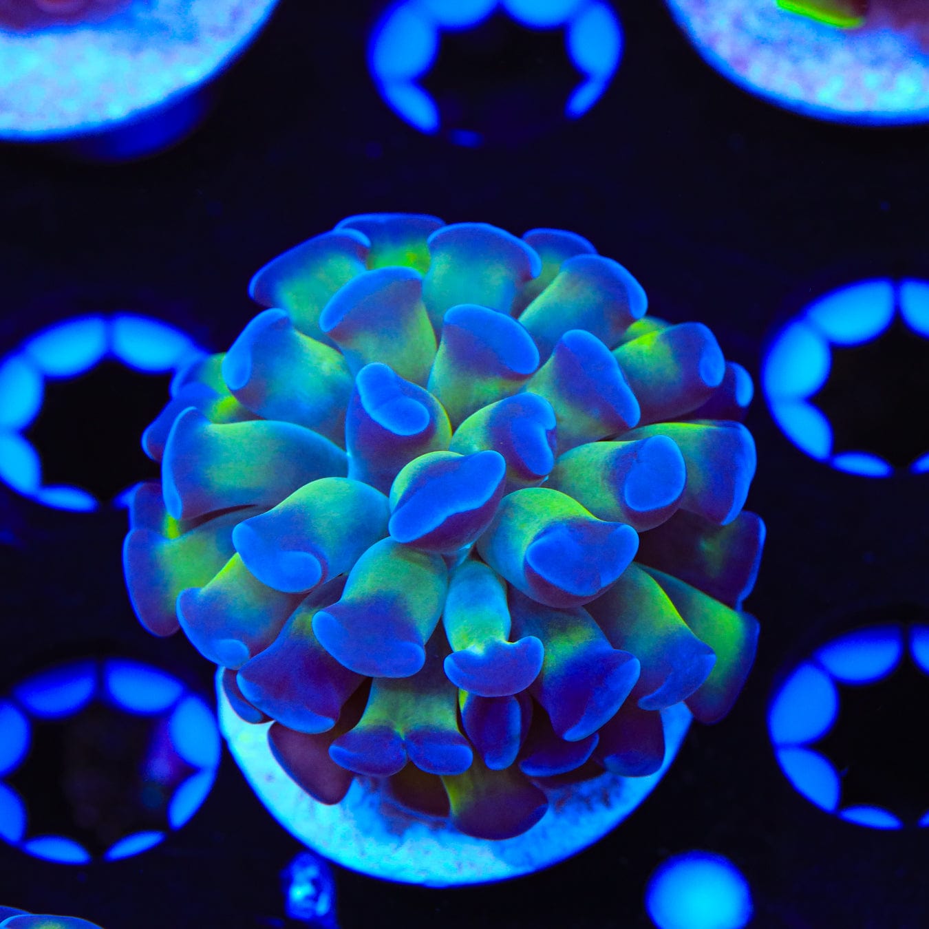 Bicolor Hammer Coral for Saltwater Aquariums - Vibrant LPS Coral for Reef Tanks | Perfect for Marine Tank Decoration & Coral Propagation