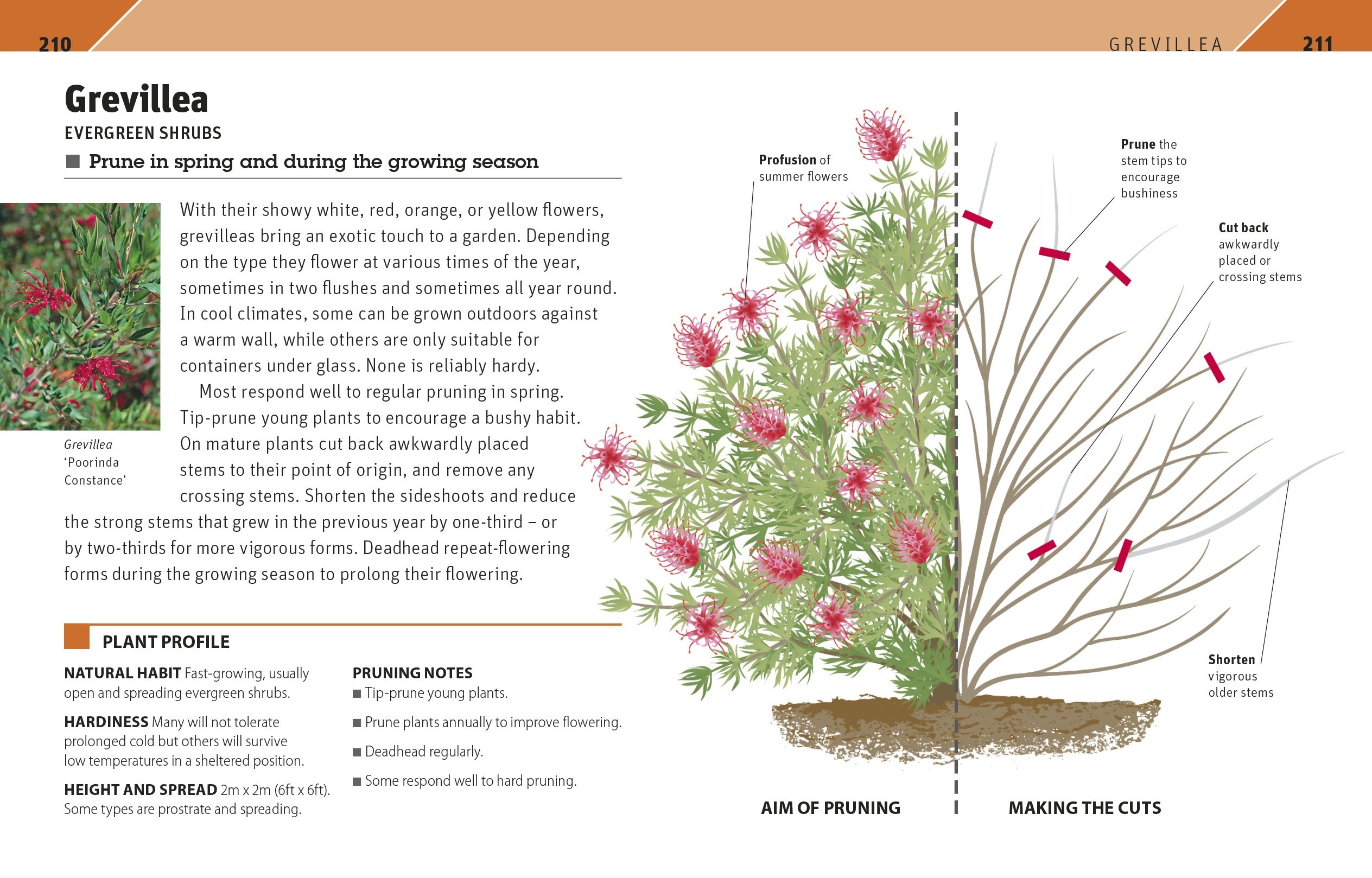 RHS Pruning Plant by Plant: How to Prune Over 200 Popular Plants - Essential Guide for Gardeners, Landscapers & Plant Enthusiasts | Perfect for Home Gardens, Nurseries & Professional Landscaping