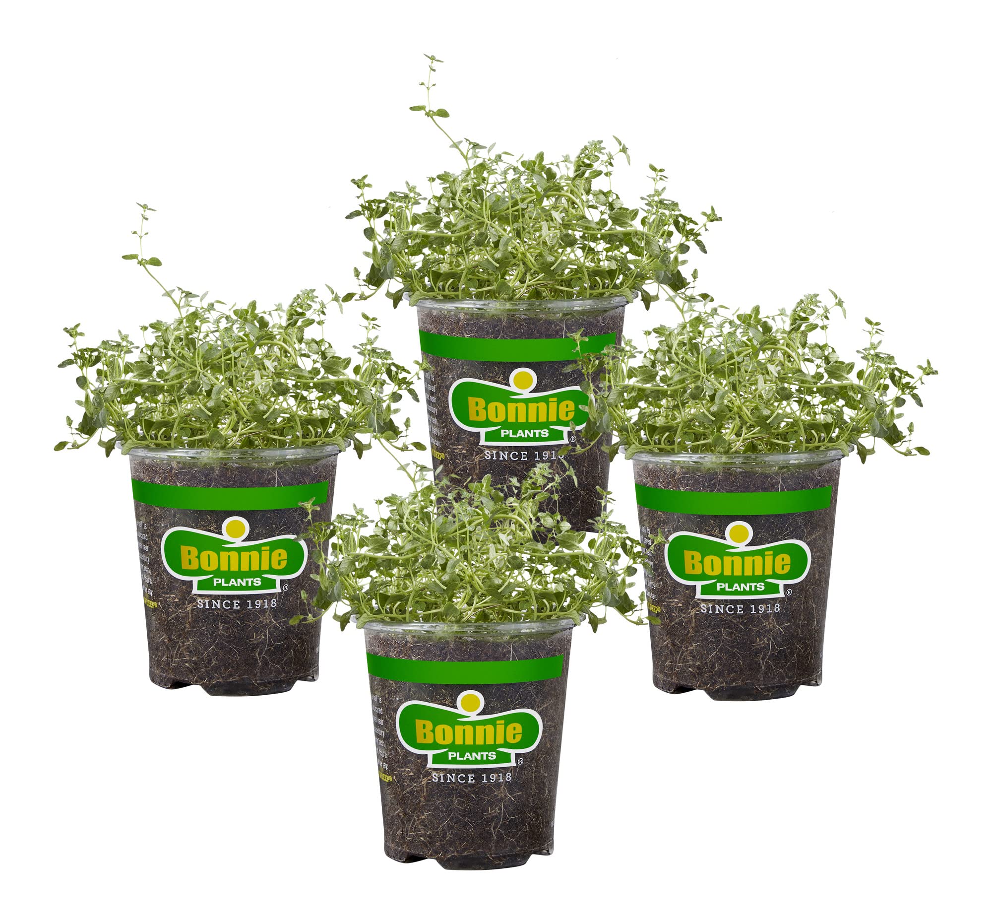 Bonnie Plants English Thyme 19.3 oz. 4-Pack - Fresh Culinary Herbs for Cooking, Seasoning & Tea - Perfect for Kitchen Gardens, Mediterranean Dishes & Aromatherapy