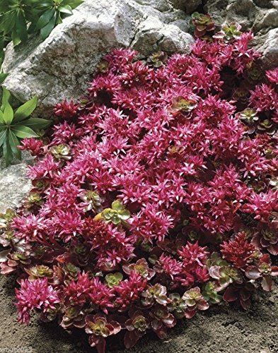 50 Seeds Sedum Spurium 'Summer Glory' - Drought-Tolerant Succulent Ground Cover, Perennial Stonecrop for Rock Gardens & Landscaping | Easy to Grow Low-Maintenance Plants for Borders & Containers