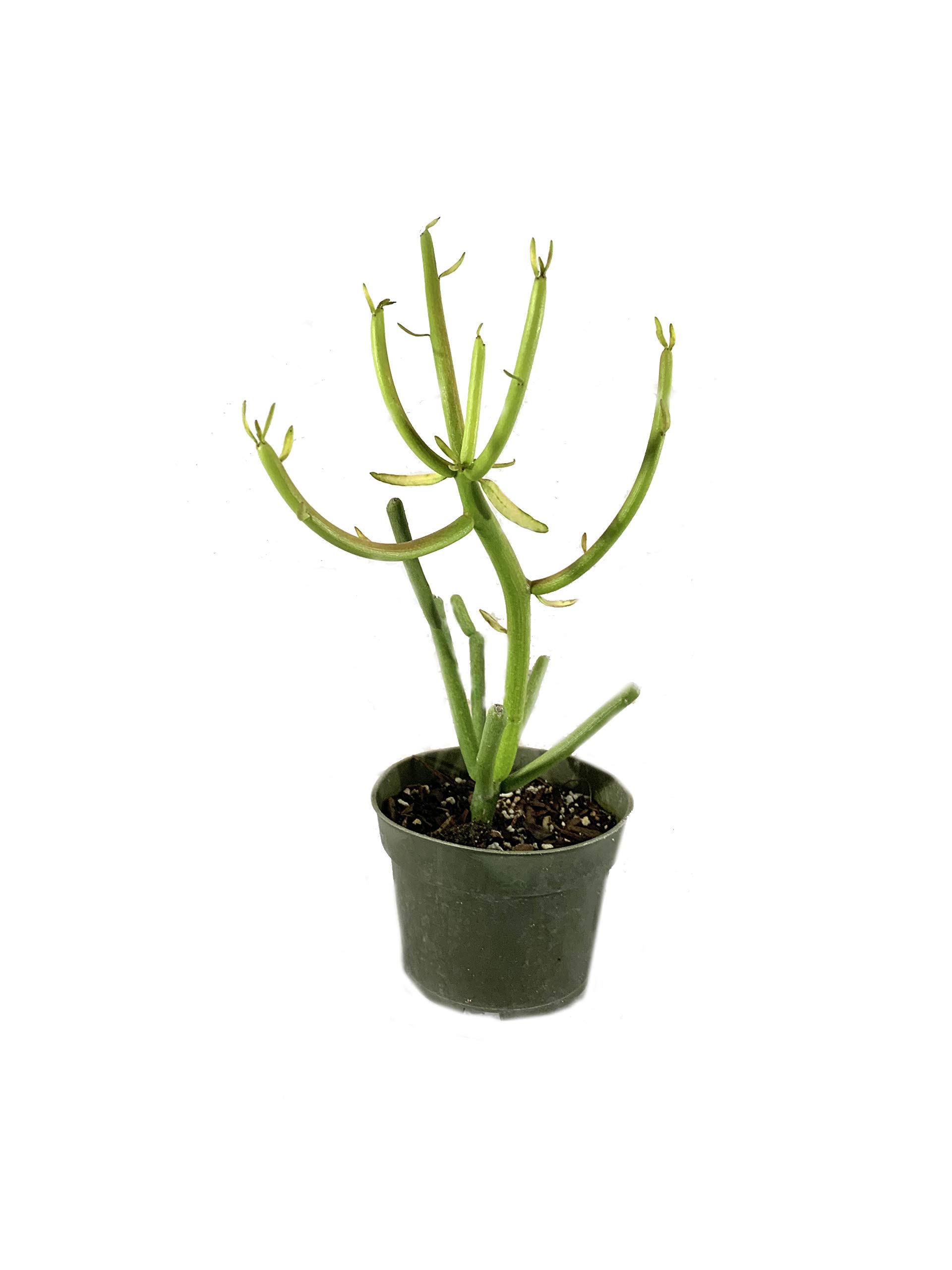 Pencil Cactus Live Plant - Euphorbia Tirucalli in 4 Inch Pot - Low Maintenance Indoor Succulent Houseplant for Home, Office & Garden Decor