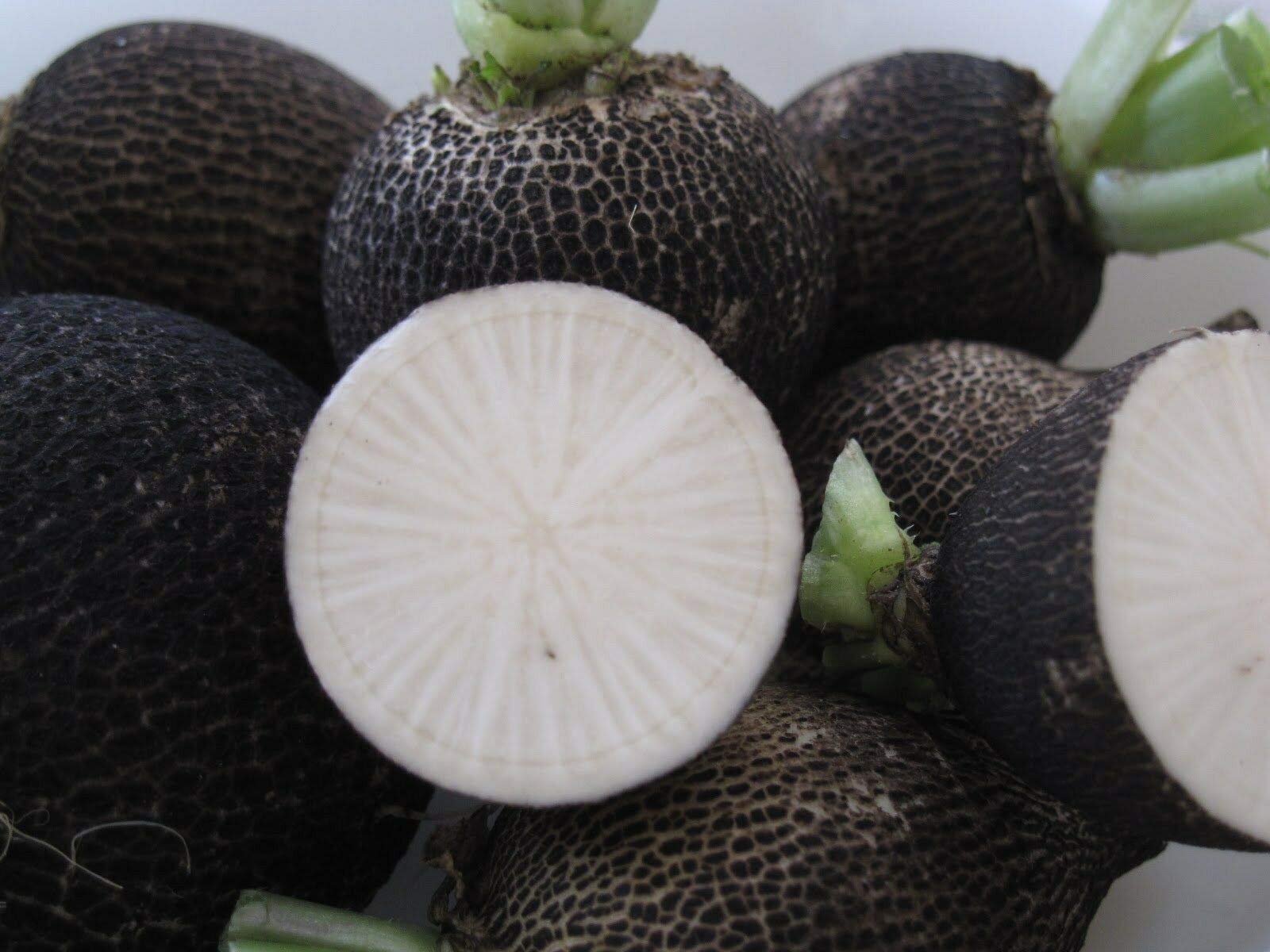 Organic Black Spanish Radish Seeds - 600+ Non-GMO Heirloom Seeds for Planting | Perfect for Home Garden, Microgreens & Healthy Snacks