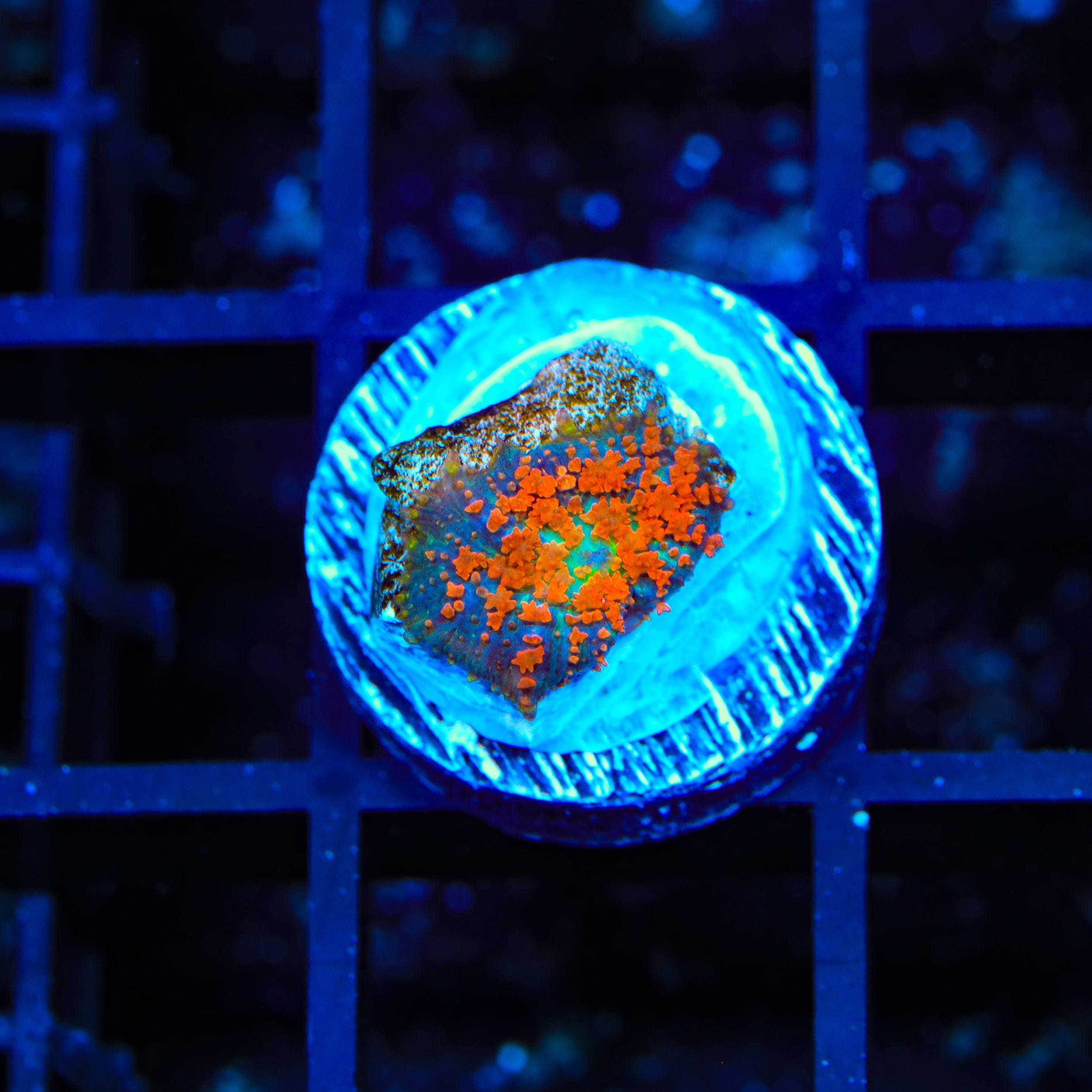 Forest Fire Mushroom Coral - Vibrant Saltwater Aquarium Coral for Reef Tanks | Perfect for Marine Life Enthusiasts & Home Aquascaping