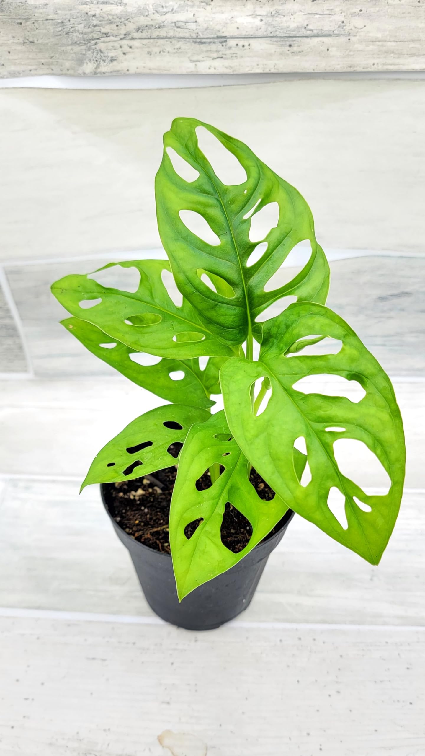 Monstera Adansonii Swiss Cheese Plant - Live Houseplant in 4