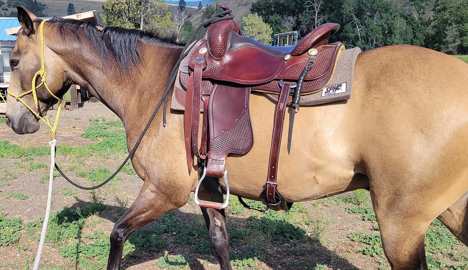 Equitack Western Tooled Padded Leather Rear Flank Cinch Billets for Horse Saddles - Durable Leather Cinch Straps for Trail Riding & Rodeo Events
