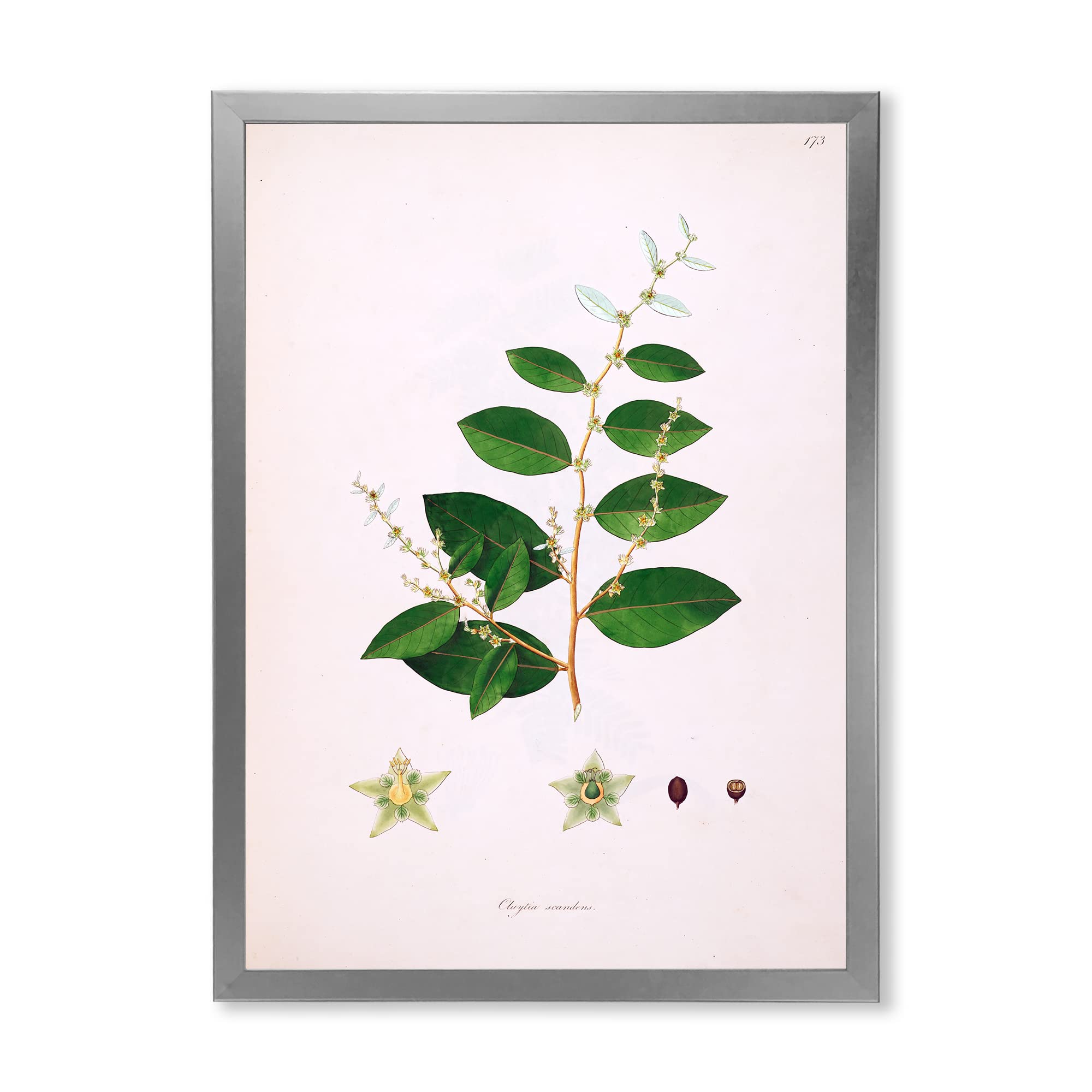 Vintage Farmhouse Wall Art - Plant Life XVI Framed Botanical Print - Perfect for Living Room, Bedroom, or Office Decor