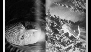 Luminous Void: Twenty Years of Experimental Film Society - Avant-Garde Cinema Collection for Film Students & Art Enthusiasts | Perfect for Film Studies, Art Exhibitions & Experimental Screenings