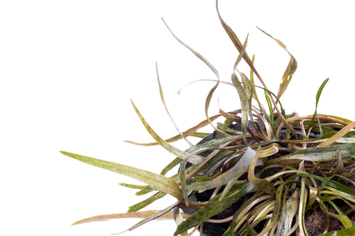 Cryptocoryne Ferruginea Sekadauensis Live Aquarium Plant - Easy Care Aquatic Plant for Fish Tanks, Aquascaping & Low-Tech Aquariums