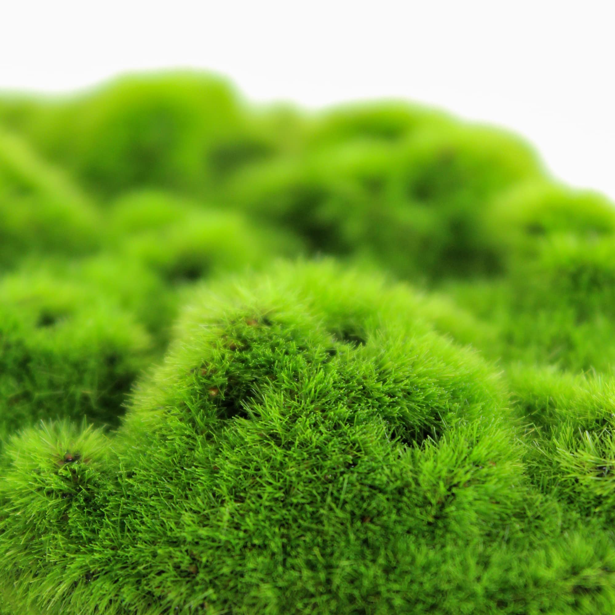 Penn-Plax Aqua-Flora Aquarium Decor with Glosso Plant Seeds - Natural Moss Patch for Freshwater Fish Tanks - Safe & Healthy Habitat for Betta, Guppies & Tropical Fish - Perfect for Planted Aquariums & Aquatic Environments