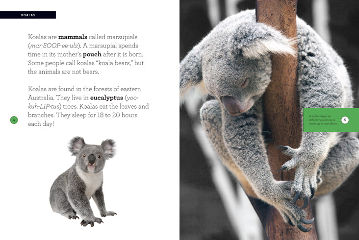 Koala 978-1-60818-562-7 - Cute Plush Koala Toy for Kids, Perfect Gift for Animal Lovers & Nursery Decor