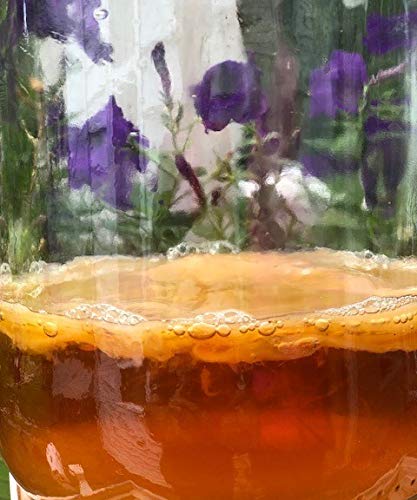 Premium Live Kombucha SCOBY Starter Culture with Strong Starter Tea - Brew 2 Gallons of Healthy Raw Fermented Tea | Perfect for Home Brewing, Gut Health & Detox Drinks