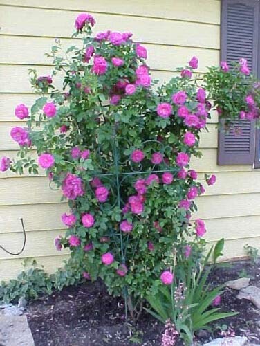 Purple Climbing Rose Bush - Fragrant Rosa Vine with Butterfly Flowers (5 Seeds) - Perfect for Garden Trellis, Fences & Container Gardening in Pots or Trays