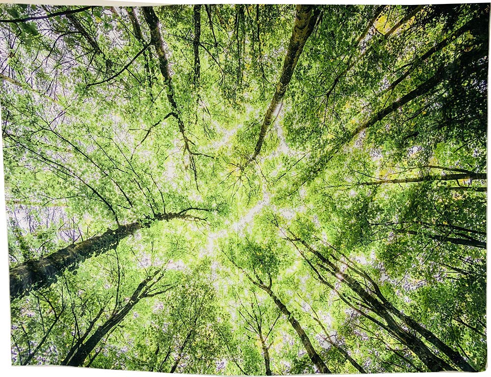 Large Green Tree Forest Tapestry Wall Hanging Blanket - 79x59 Inches Nature Decor for Living Room, Bedroom & Dorm - Perfect for Boho Home Decor, Meditation Spaces & Cozy Aesthetic