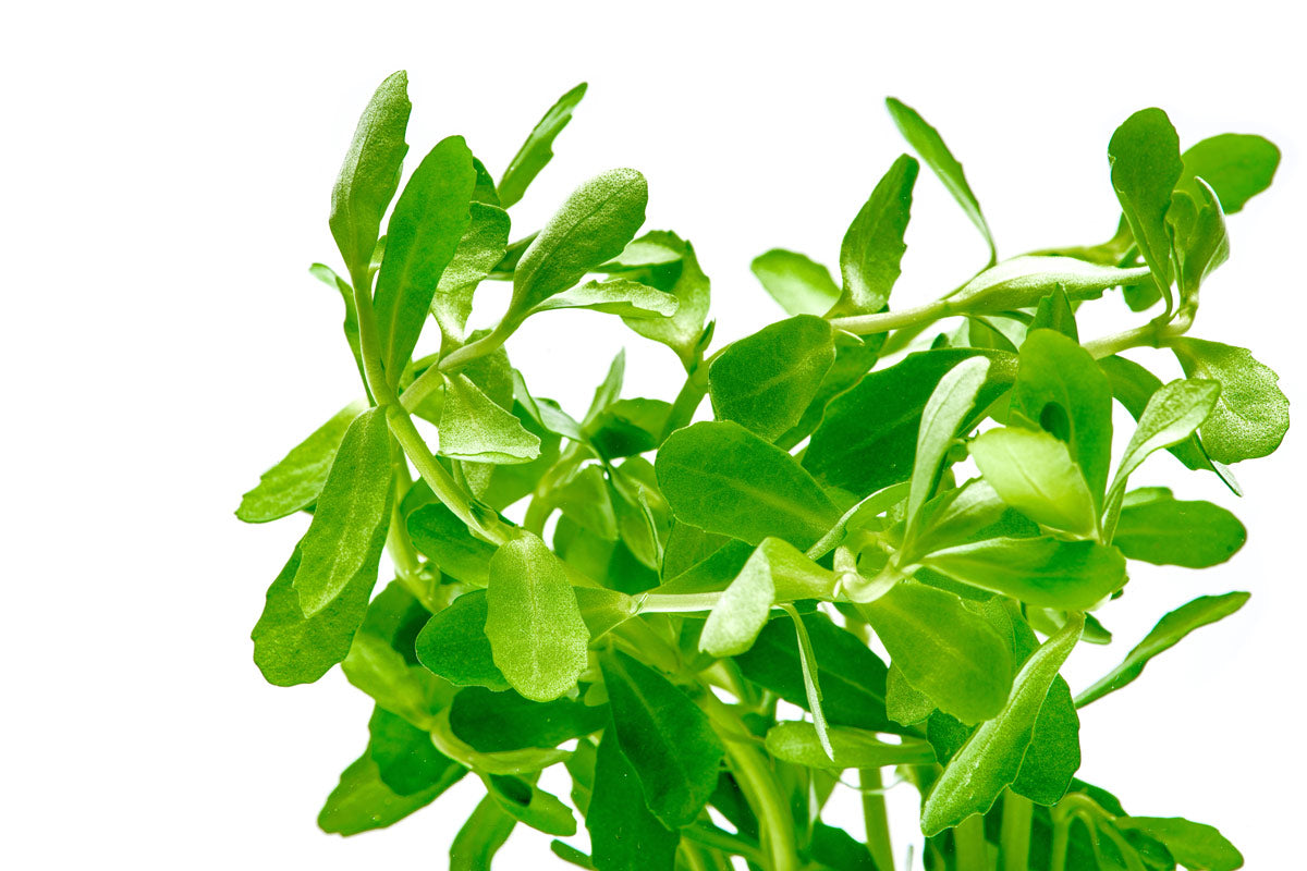 Bacopa Monnieri Supplement - Natural Memory & Brain Support - Organic Herbal Nootropic for Focus, Stress Relief & Cognitive Enhancement - Perfect for Students, Professionals & Seniors