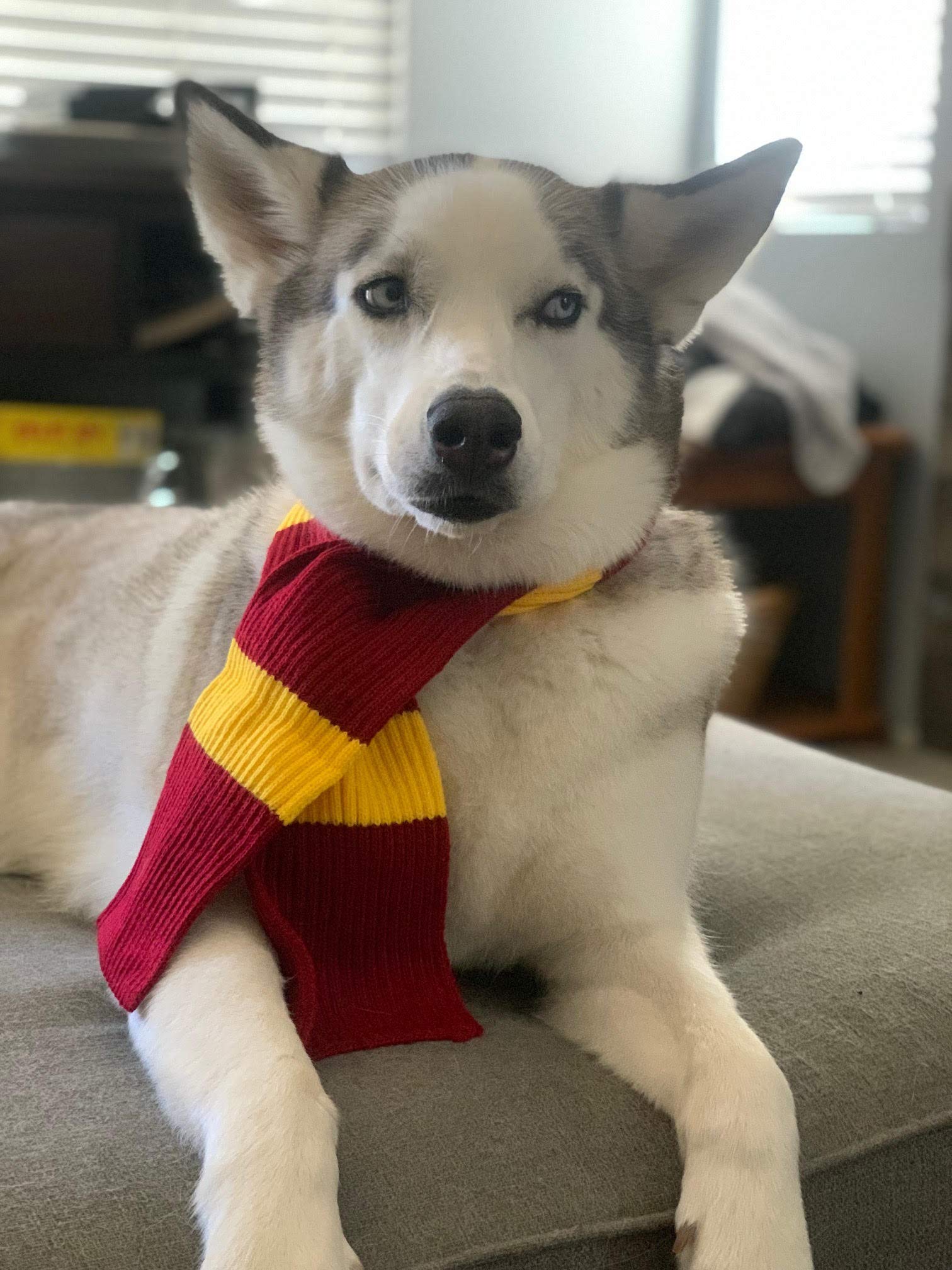 ComfyCamper Striped Dog Scarf Costume - Red & Yellow French Bulldog Halloween Outfit for Small, Medium, Large Dogs | Perfect for Cosplay, Pet Parties & Winter Fashion