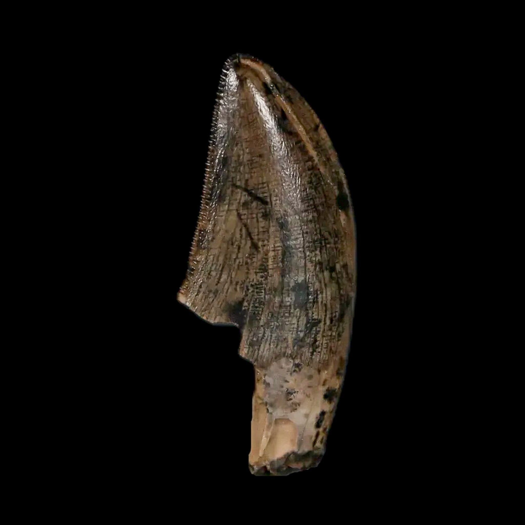 Authentic Tyrannosaur Serrated Fossil Tooth - Cretaceous Dinosaur Fossil from Judith River Formation with COA - Perfect for Paleontology Collections, Educational Displays & Dinosaur Enthusiasts
