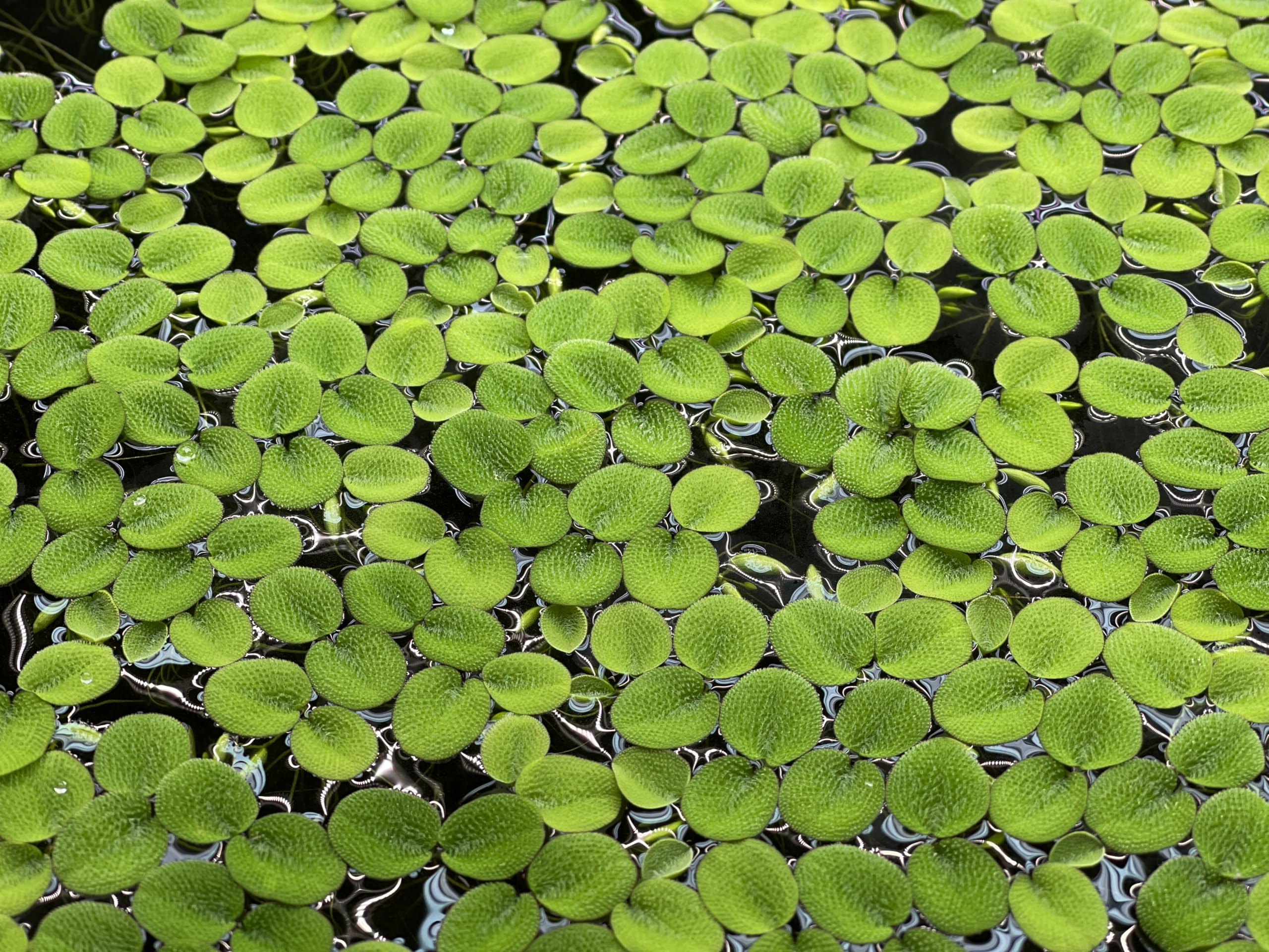 Salvinia Minima Floating Plants for Aquarium & Pond - 6 Live Plants