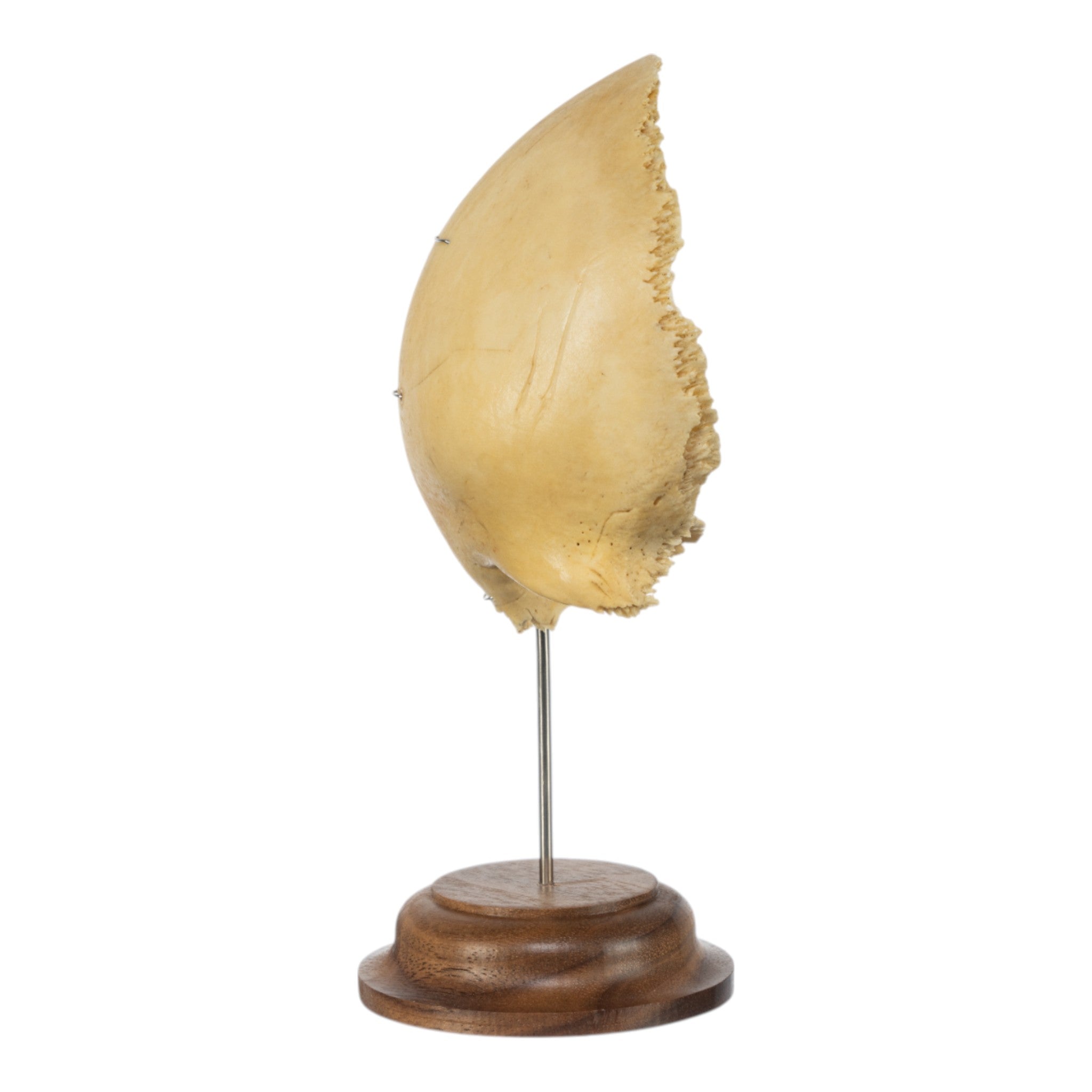 Real Human Frontal Bone Skull Specimen on Display Stand - Perfect for Medical Education, Anatomy Study, and Classroom Demonstrations