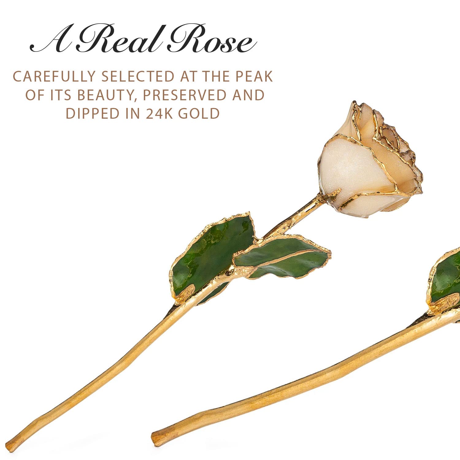 24K Gold Dipped Real White Rose with Diamond - April Birthstone Gift, 11-12