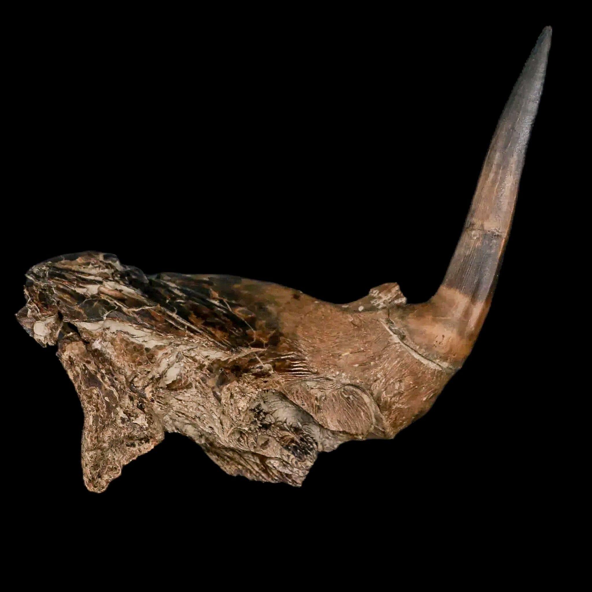3.2 XL Saber Toothed Herring Fossil Fang Jaw Section - Enchodus Cretaceous Age Tooth - Rare Paleontology Specimen for Collectors & Museum Displays