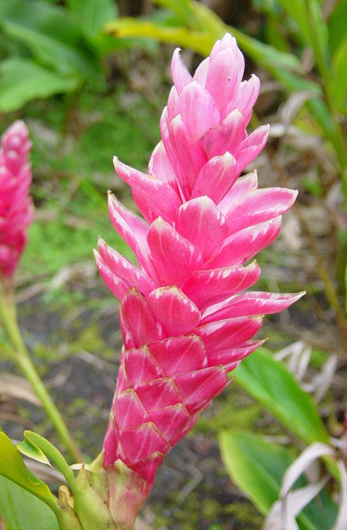 Pink Hawaiian Ginger Alpinia Purpurata Starter Plant - Tropical Flowering Perennial for Garden Landscaping, Patio Decor & Hawaiian Themed Weddings