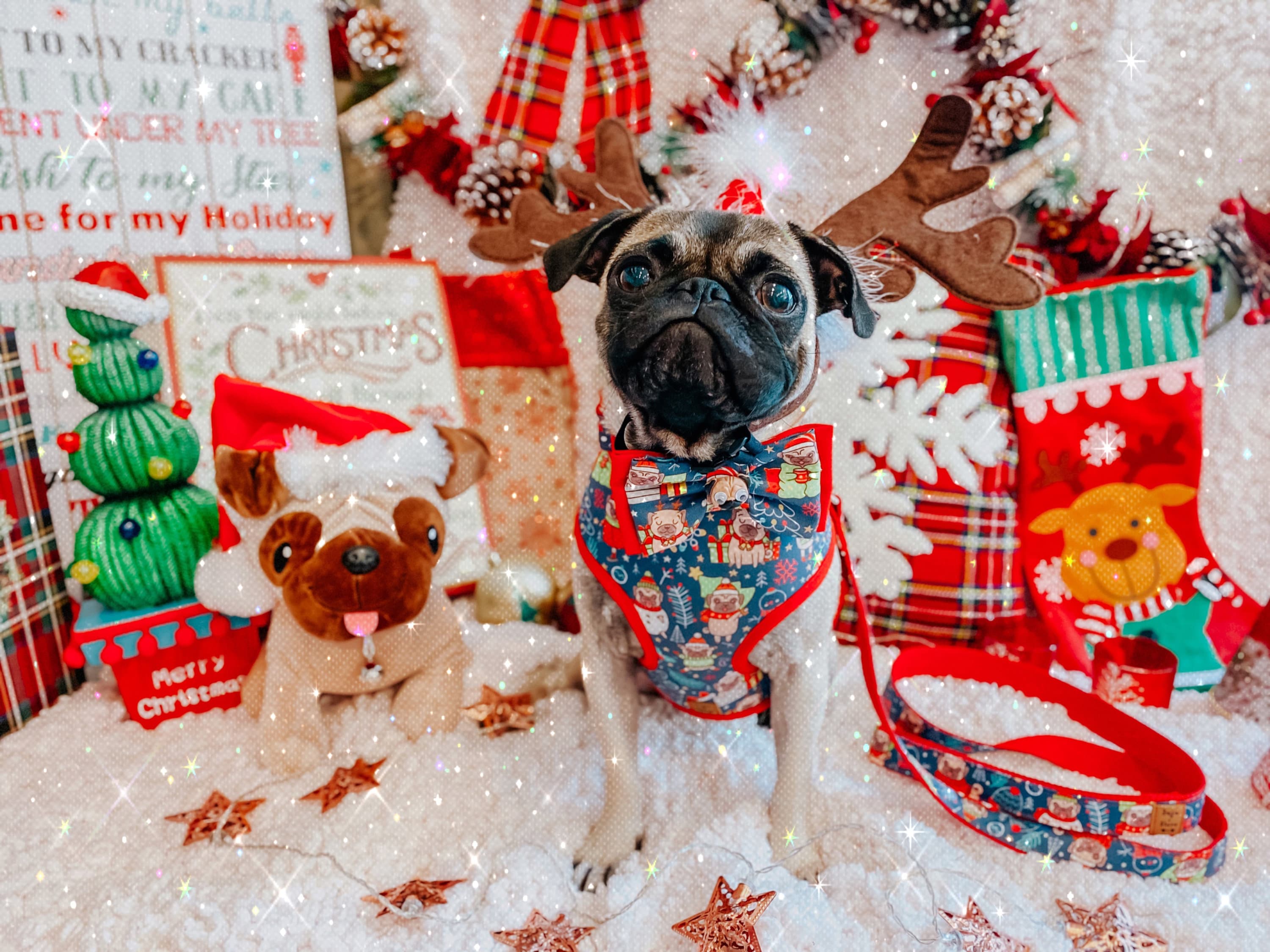 Festive Christmas Dog Collar with Adjustable Bow Tie - Perfect for Pugs & Small Dogs - Holiday Pet Accessories for Parties & Photos