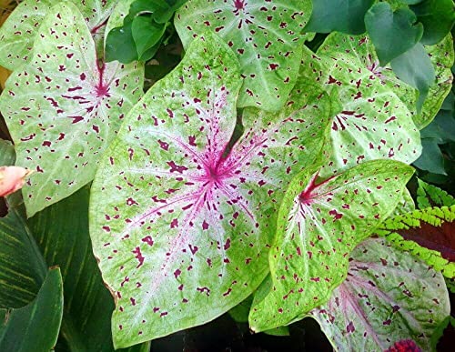 Miss Muffet Caladium Bulbs - Pack of 3 - Vibrant Chartreuse Leaves with Red Specks - Perfect for Garden Beds, Containers & Shade Landscaping