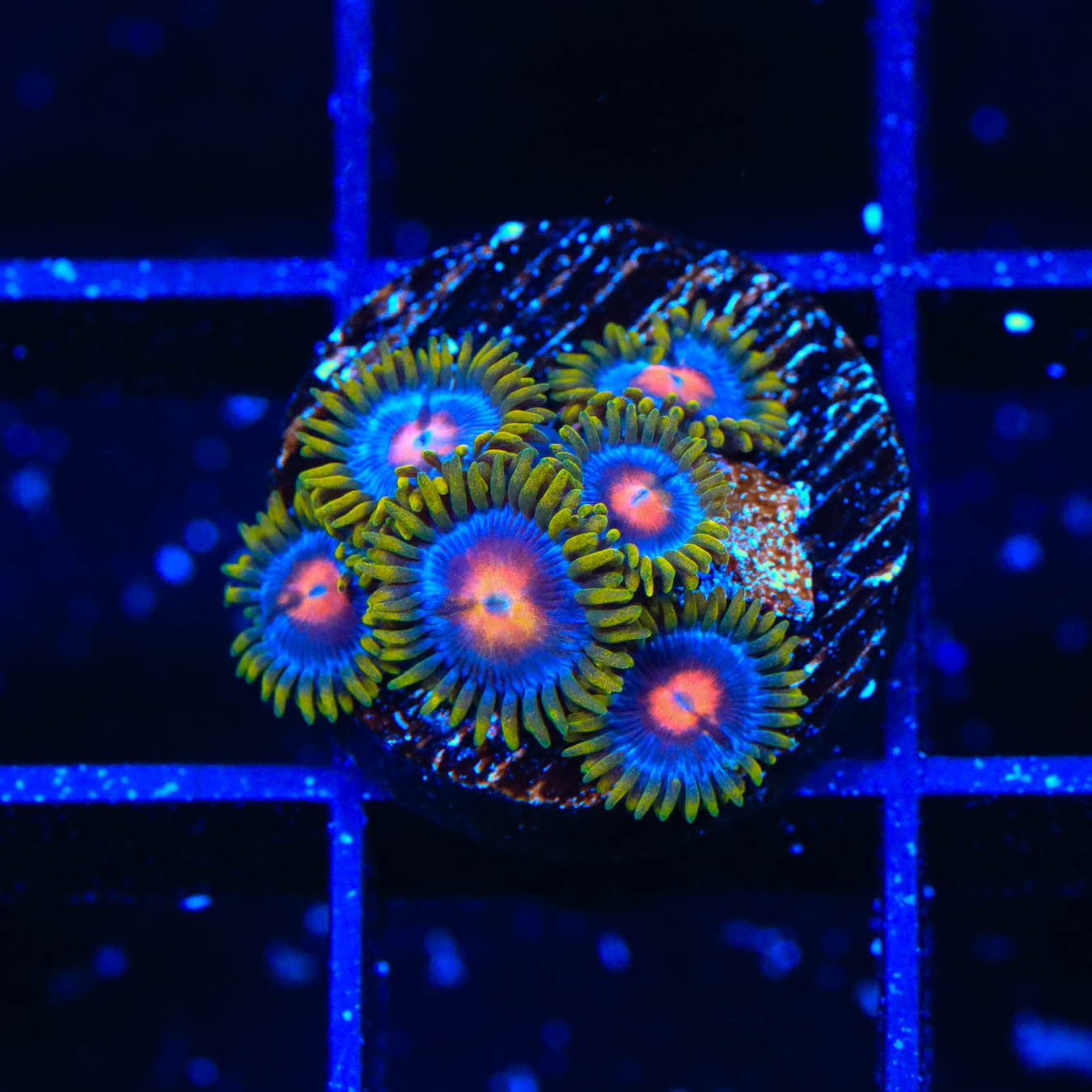 Premium Blow Pop Zoanthids Coral for Saltwater Aquariums – Vibrant Colors & Easy Care for Reef Tanks