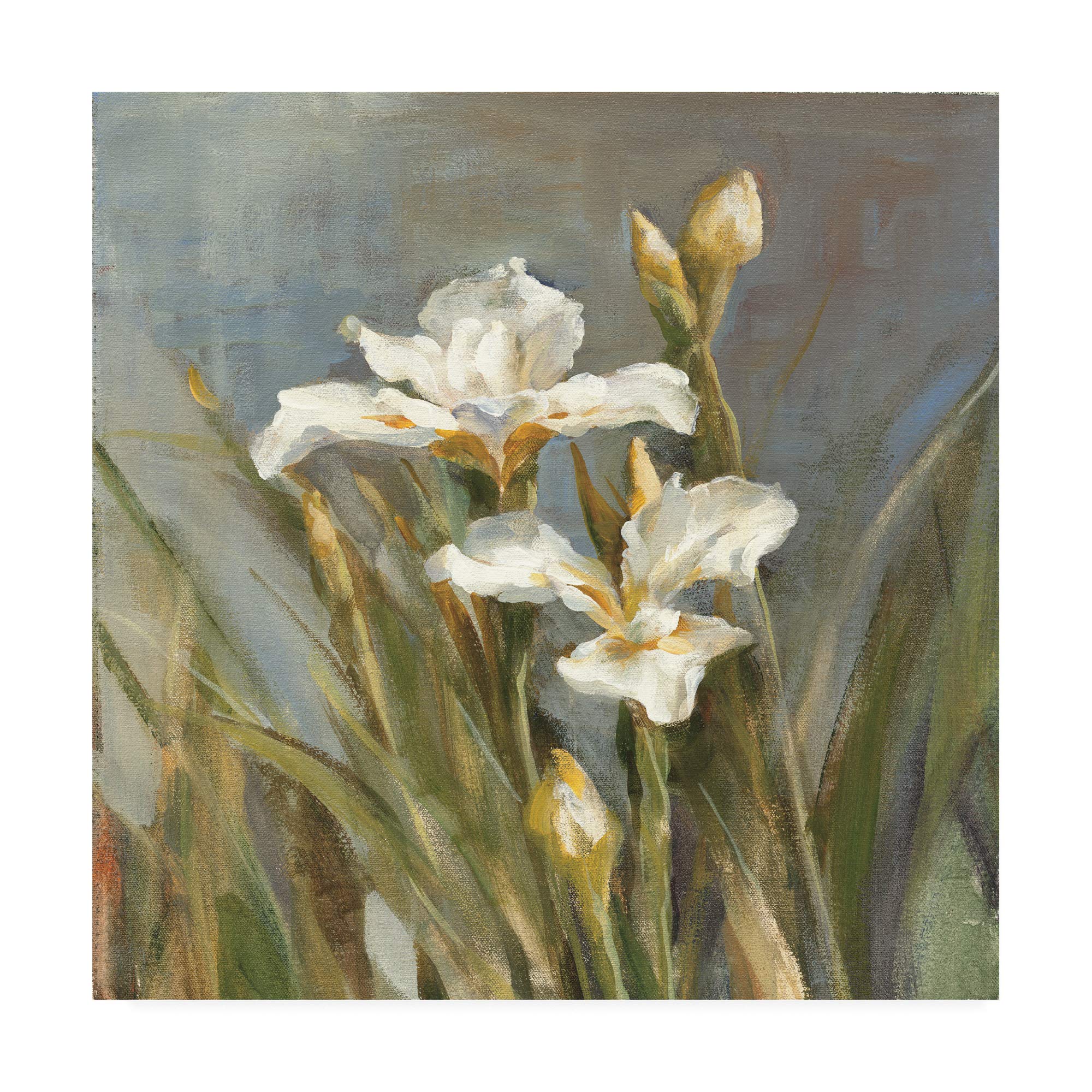 Danhui NAI Spring Iris II Fine Art Print - 18x18 Inch Floral Wall Decor for Living Room, Bedroom & Office